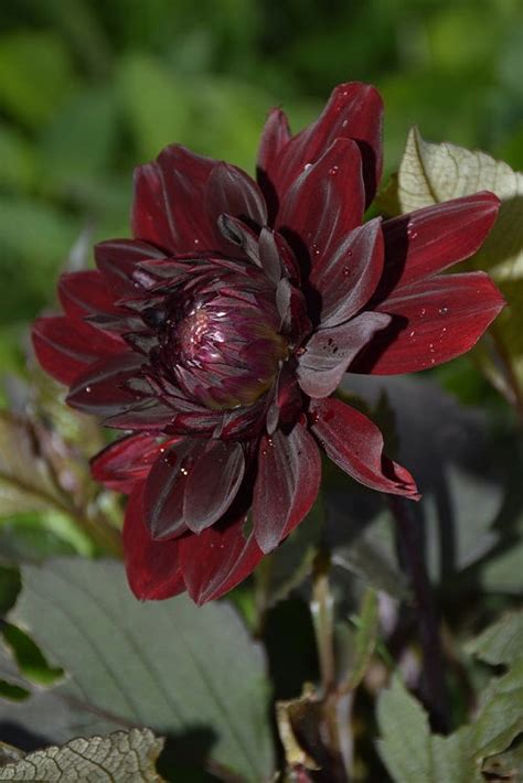 19 Black Dahlia Flower Varieties + How to Grow Black Dahlia