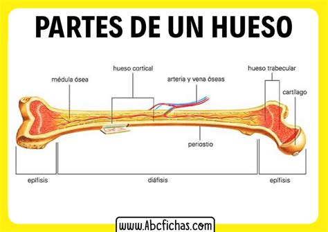 Partes de un hueso - ABC Fichas