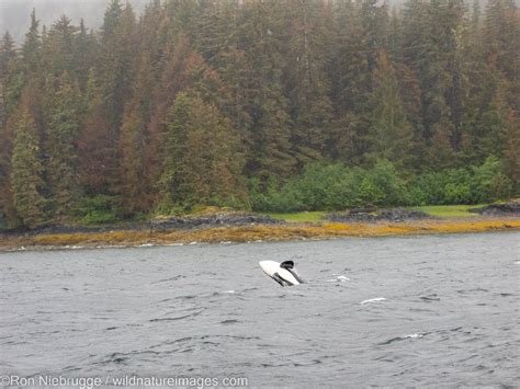 Orca Breaching | Tongass National Forest, Alaska | Photos by Ron Niebrugge