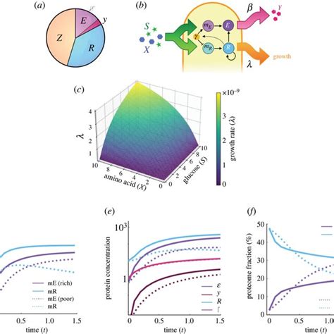 Numerical simulations of population dynamics model. (a) Schematic of ...