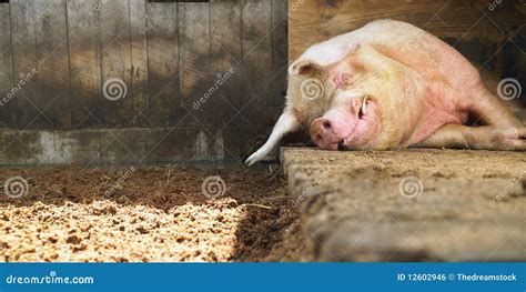 Sleeping Pig Royalty Free Stock Image - Image: 12602946