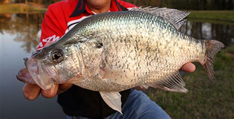 Panfish Week: Crappie Length To Weight Conversion Chart - In-Fisherman