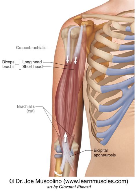 Biceps Brachii - Learn Muscles