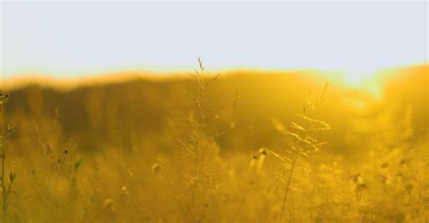 Golden Field at Sunset Free Stock Video Footage, Royalty-Free 4K & HD Video Clip