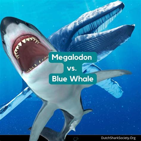 Blue Whale Compared To Megalodon