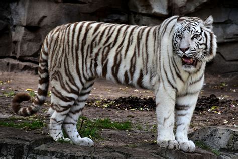 White Bengal Tiger Roaring at Busch Gardens in Tampa, Florida - Encircle Photos