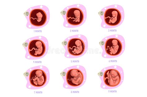 Process of Pregnancy from 1st To 9th Months. Fetal Development. Baby Growth Inside Womb. Vector ...