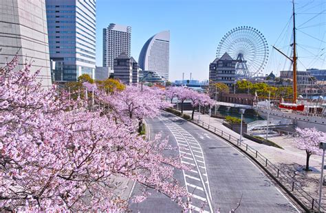 Yokohama Cherry Blossoms