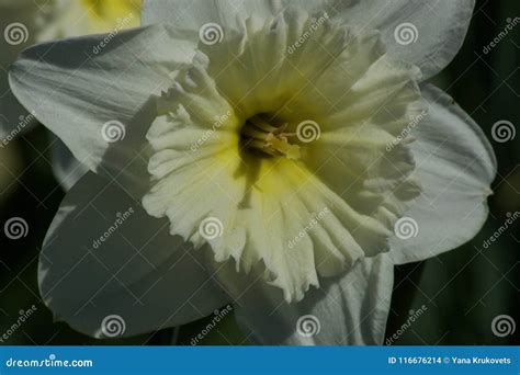 Beautiful White Narcissus Flower Stock Photo - Image of garden, green ...