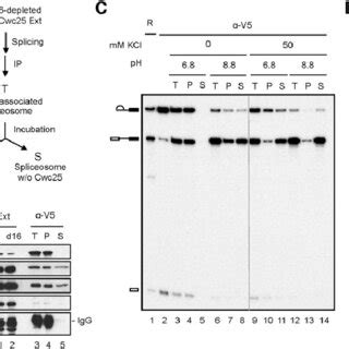 Schematic of the spliceosome catalytic steps showing different chemical... | Download Scientific ...