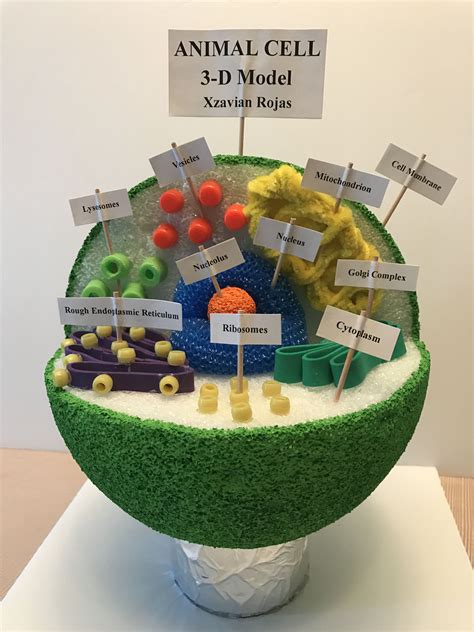 Animal Cell And Plant Cell Project Ideas