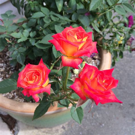 Miniature roses | Rose, Flowers, Plants