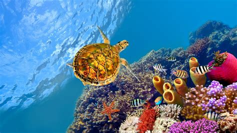 Great Barrier Reef Turtle 4K Wallpapers - Wallpaper Cave