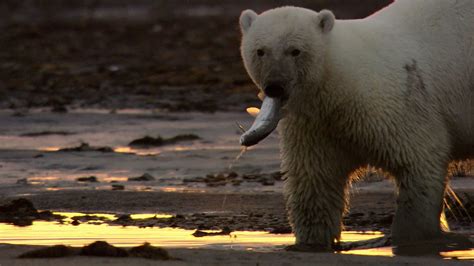 A polar bear hunting for fish in the Russian arctic | Britannica