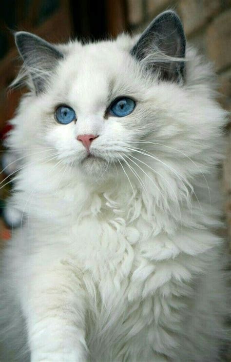 Cat Breeds With Blue Eyes And Grey Fur - Pets Lovers