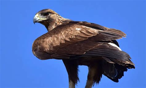 Golden Eagle | The Animal Facts | Appearance, Diet, Habitat, Behavior