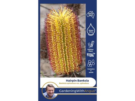 Hairpin Banksia Seeds – Banksia spinulosa | Gardening With Angus