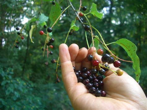 Temperate Climate Permaculture: Permaculture Plants: Black Cherry Tree