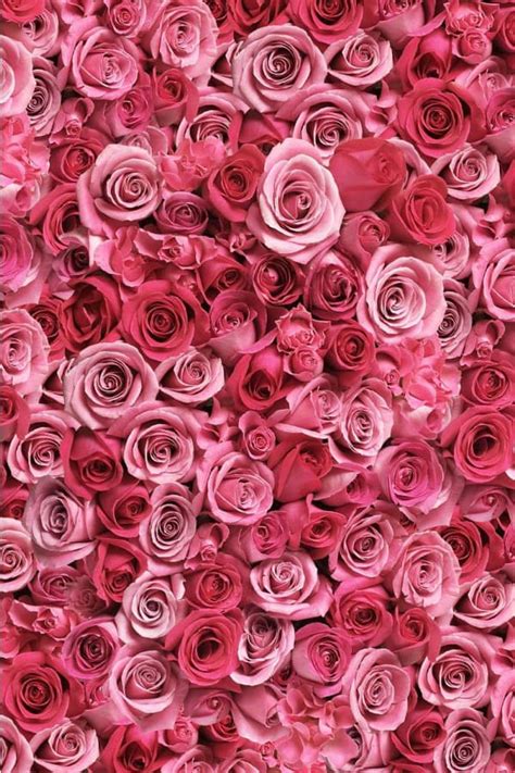 40+ Rose Aesthetic Wallpaper for your Phone! Prada & Pearls