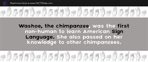 Washoe, the chimpanzee, was the first non-human to learn American Sign Language. She also passed ...