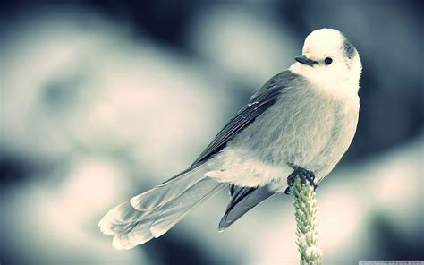 Bird Wallpapers - Top Free Bird Backgrounds - WallpaperAccess