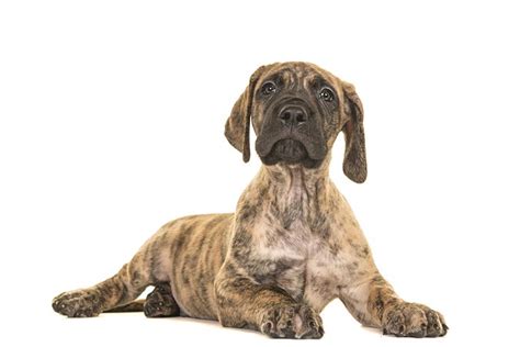 Great Dane Puppies For Sale In California