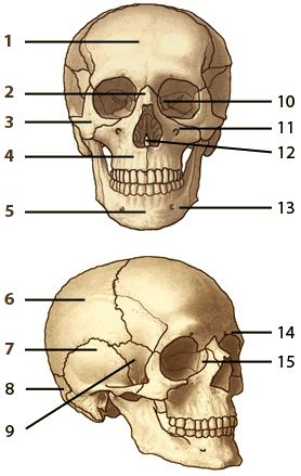 Human Skull Bones Anatomy Quiz