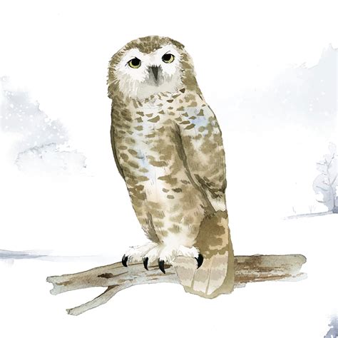 Snowy owl in winter watercolor style vector - Download Free Vectors, Clipart Graphics & Vector Art