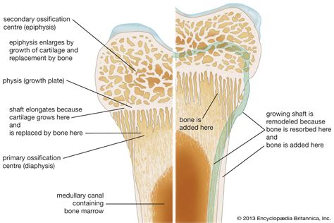 Bone - Vascular Supply, Circulation, Nutrition | Britannica