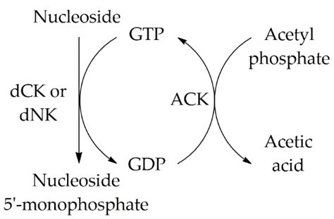 Nucleoside 5′-monophosphate synthesis using an enzymatic cascade that... | Download Scientific ...