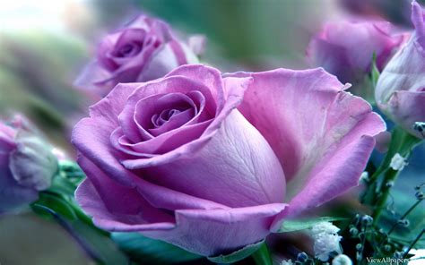 [43+] Free Wallpapers of Purple Roses | WallpaperSafari