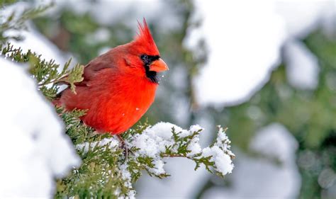 Why are Cardinals Red in the Winter? | Robert McGrath's Blog