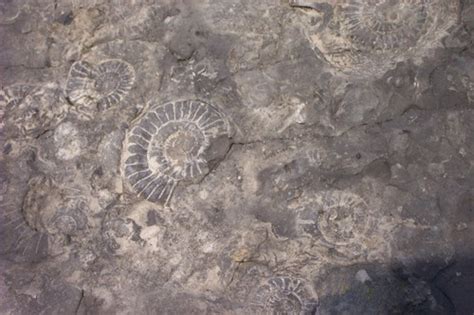 Fossils at Charmouth Beach © Brian Smith cc-by-sa/2.0 :: Geograph Britain and Ireland