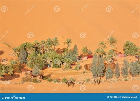 Oasis in Sahara desert stock photo. Image of camel, sand - 7778936