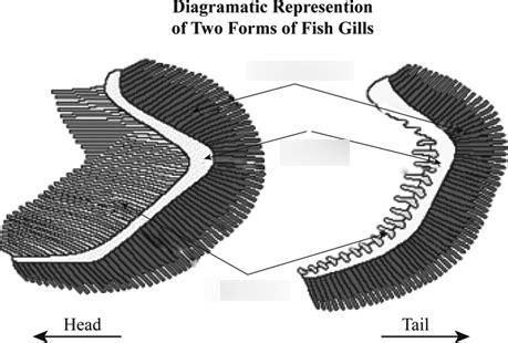 BIO 102 Exam 3 Fish Gill Anatomy Diagram | Quizlet