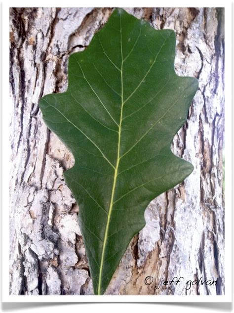 swamp white oak leaf | Tree Service by Boulder Tree Care