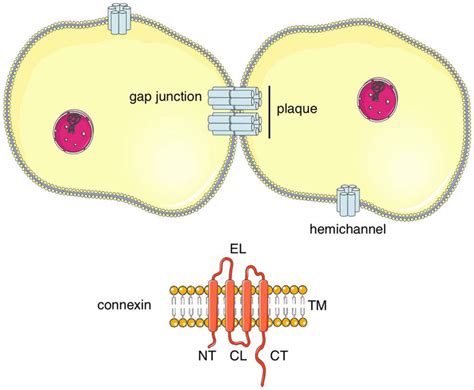 Structure of connexins and their channels Gap junctions group in... | Download Scientific Diagram