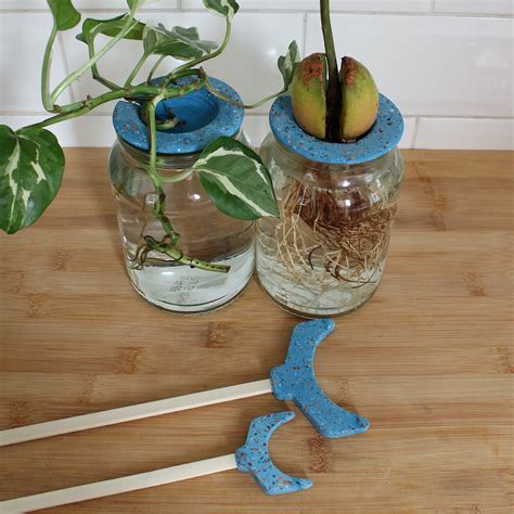 Avocado Seed Germination Dish Avocado Tree From Seed - Etsy