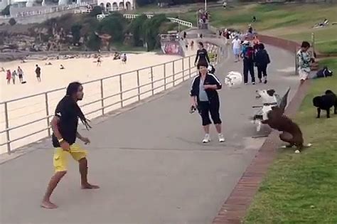 Dog Playing Soccer Wins World Cup of Awesomeness