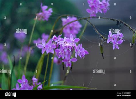 Philippine ground orchid spathoglottis plicata hi-res stock photography ...