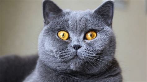 British Shorthair Cats: 5 Things to Know About This Breed - Petful