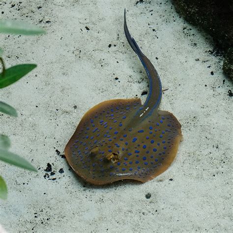 Blue-Spotted Stingray - Georgia Aquarium