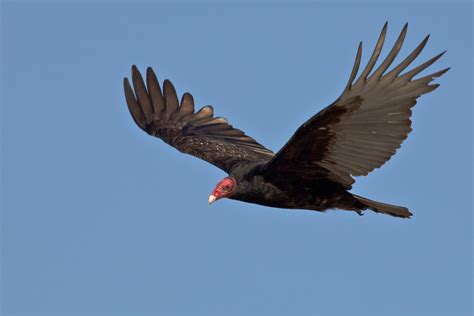 Is There a Difference Between a Vulture and a Buzzard? | HubPages