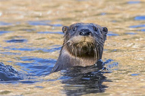 North American river otter swimming - Stock Image - C049/5954 - Science Photo Library