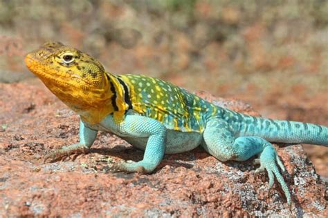 9 Stunning Desert Lizards - IMP WORLD