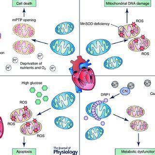 (PDF) Mitochondrial dynamics, mitophagy and cardiovascular disease