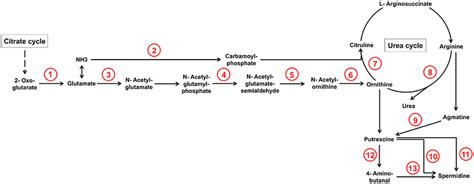 Selection of arginine biosynthesis as well as arginine and proline... | Download Scientific Diagram