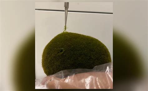 Rare underwater marimo algae balls at risk from sunburn: Study | Science News | Inshorts