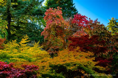 Seattle Arboretum Fall Colors