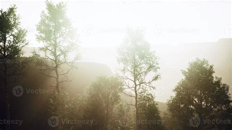 Pine trees and Huangshan mountains in China 5660521 Stock Photo at Vecteezy